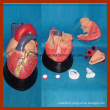 Big Size Medical Education Human Heart Anatomical Model (7 PCS)